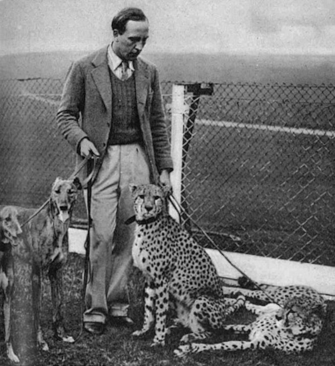 Gandar-Dower with greyhounds and cheetahs