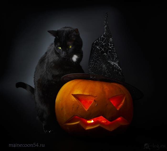 Красивые и прикольные картинки на Хэллоуин с котами