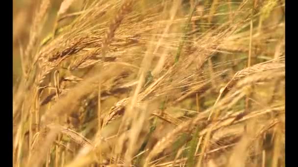 Golden Ripe Wheat Field Agricultural Landscape Bakery Background Cultivate Crop Royalty Free Stock Video