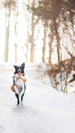 dog, cute animals, winter, snow, trees, 4k (vertical)