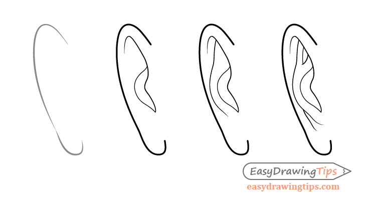 Male ear front view drawing step by step