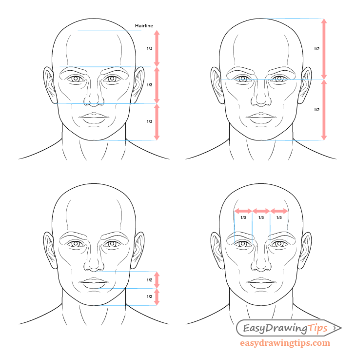 Male face drawing proportions